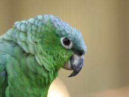 Amazona farinosa guatemalae