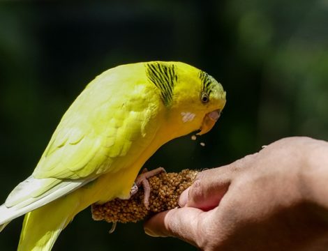 Лакомства для попугаев