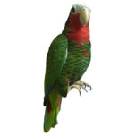 Amazona leucocephala